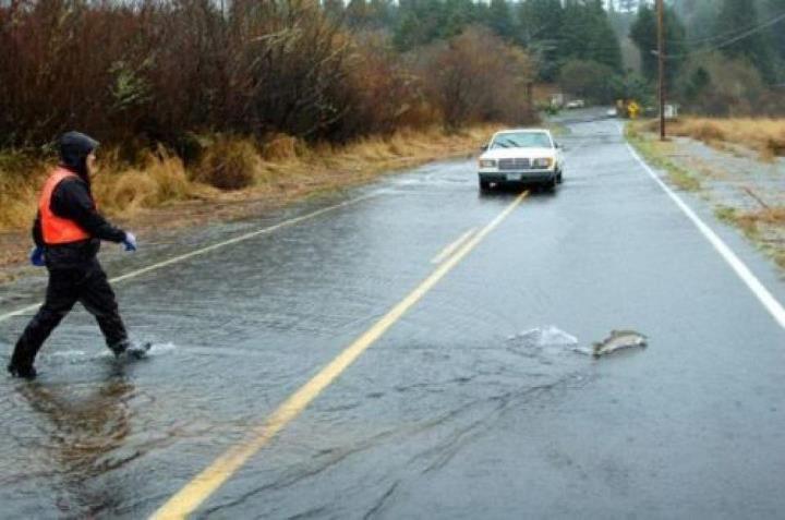 720x477, 42 Kb / авто, дорога, наводнение, рыба