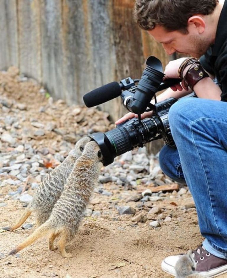 768x940, 124 Kb / сурикат, мангуст, опоссумы, камера, оператор