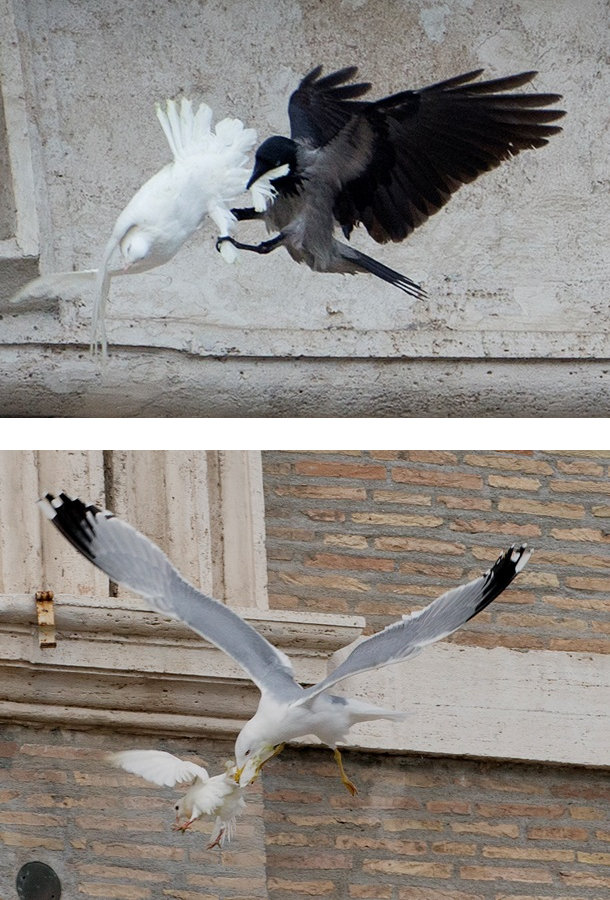 610x900, 148 Kb / голубь, мир, папа, римский, голубь, чайка, ворон