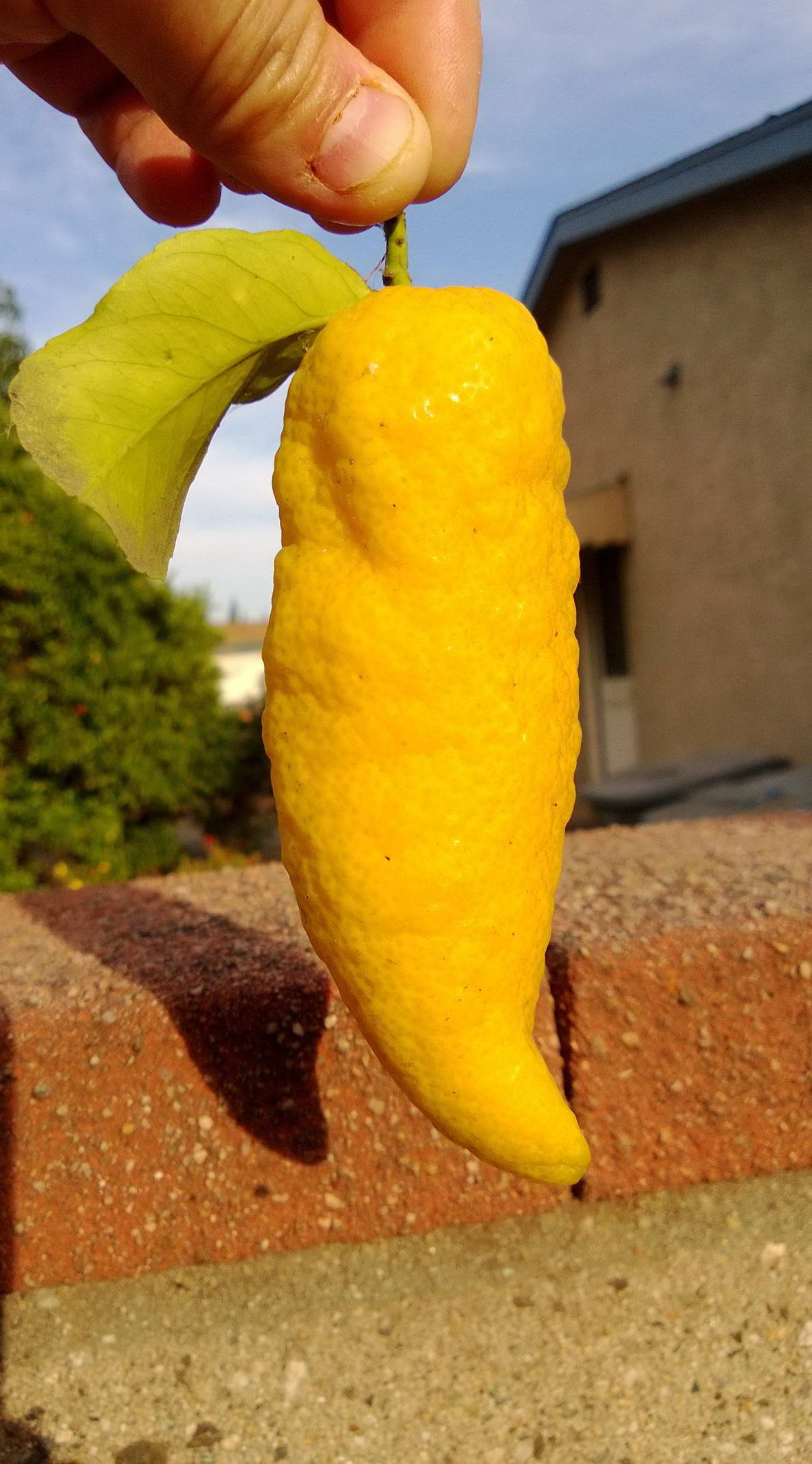 1181x2130, 229 Kb / лимон, перец, форма