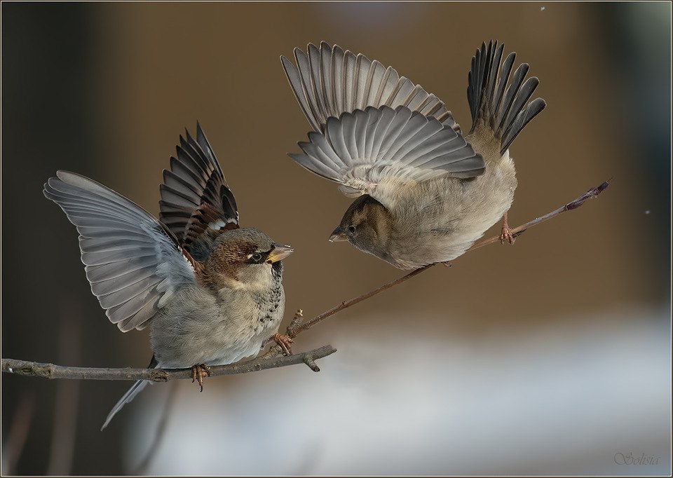 960x682, 90 Kb / воробьи