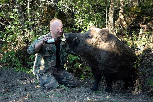 604x402, 110 Kb / кабан, пиво