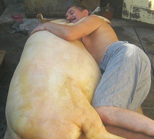 532x480, 36 Kb / свинья, мужик, объятия