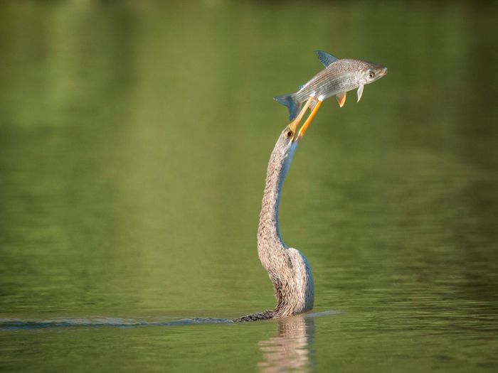 700x525, 30 Kb / река, вода, птица, рыба, охота