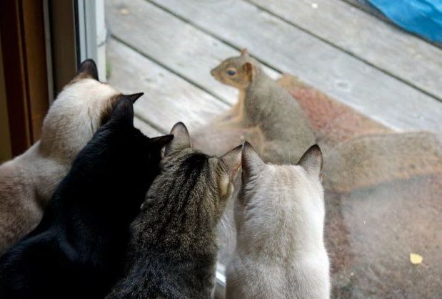 619x420, 73 Kb / кот, окно, белка