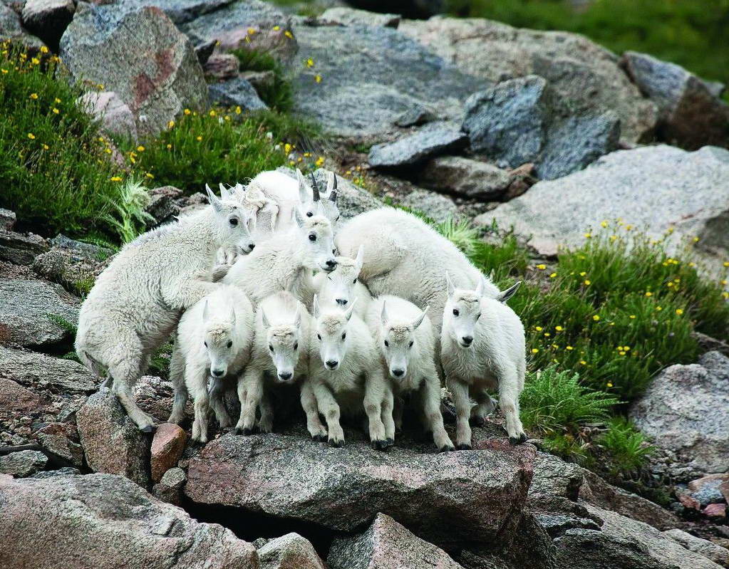 1023x799, 201 Kb / козлы, скала