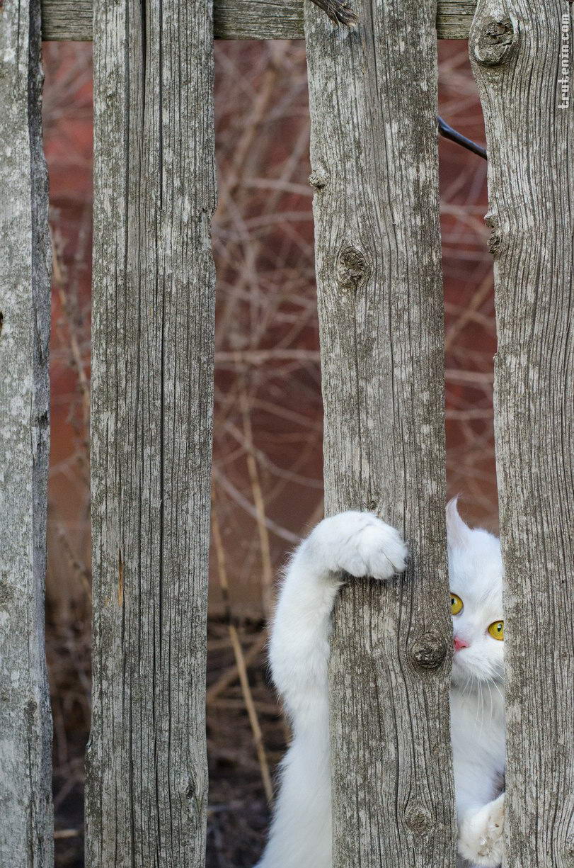 811x1225, 269 Kb / кот, забор