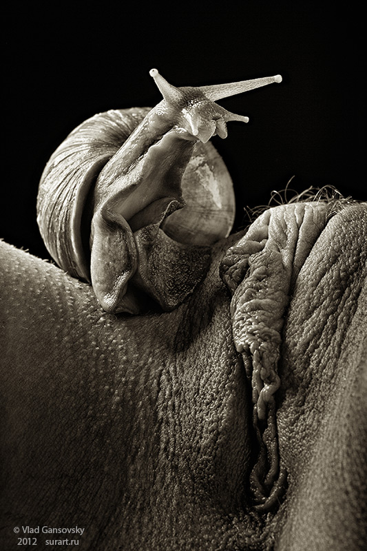 533x800, 164 Kb / пизда, улитка, ч/б