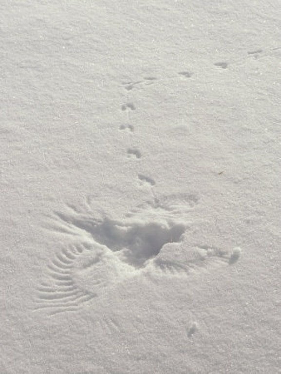 577x768, 70 Kb / снег, след