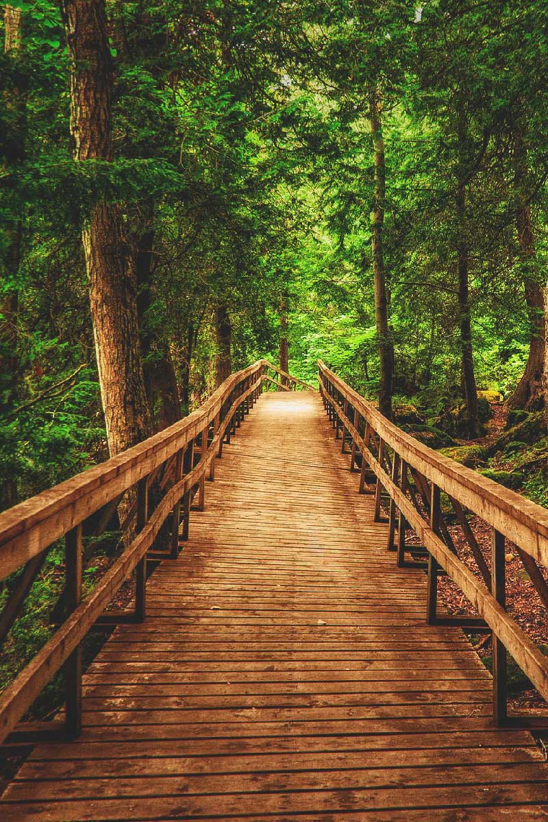 800x1199, 280 Kb / мост, лес, сосны