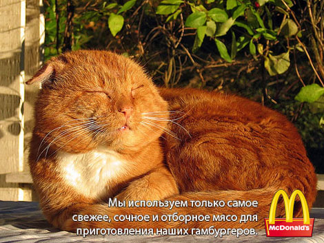 470x353, 73 Kb / кот, макдональдс, мясо