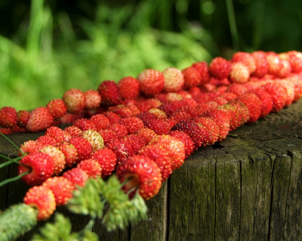 1280x1024, 256 Kb / земляника, пень, травинки