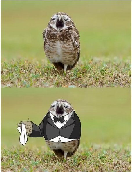 455x593, 57 Kb / сова зевает