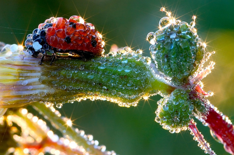 944x624, 221 Kb / роса, божья коровка, цветок