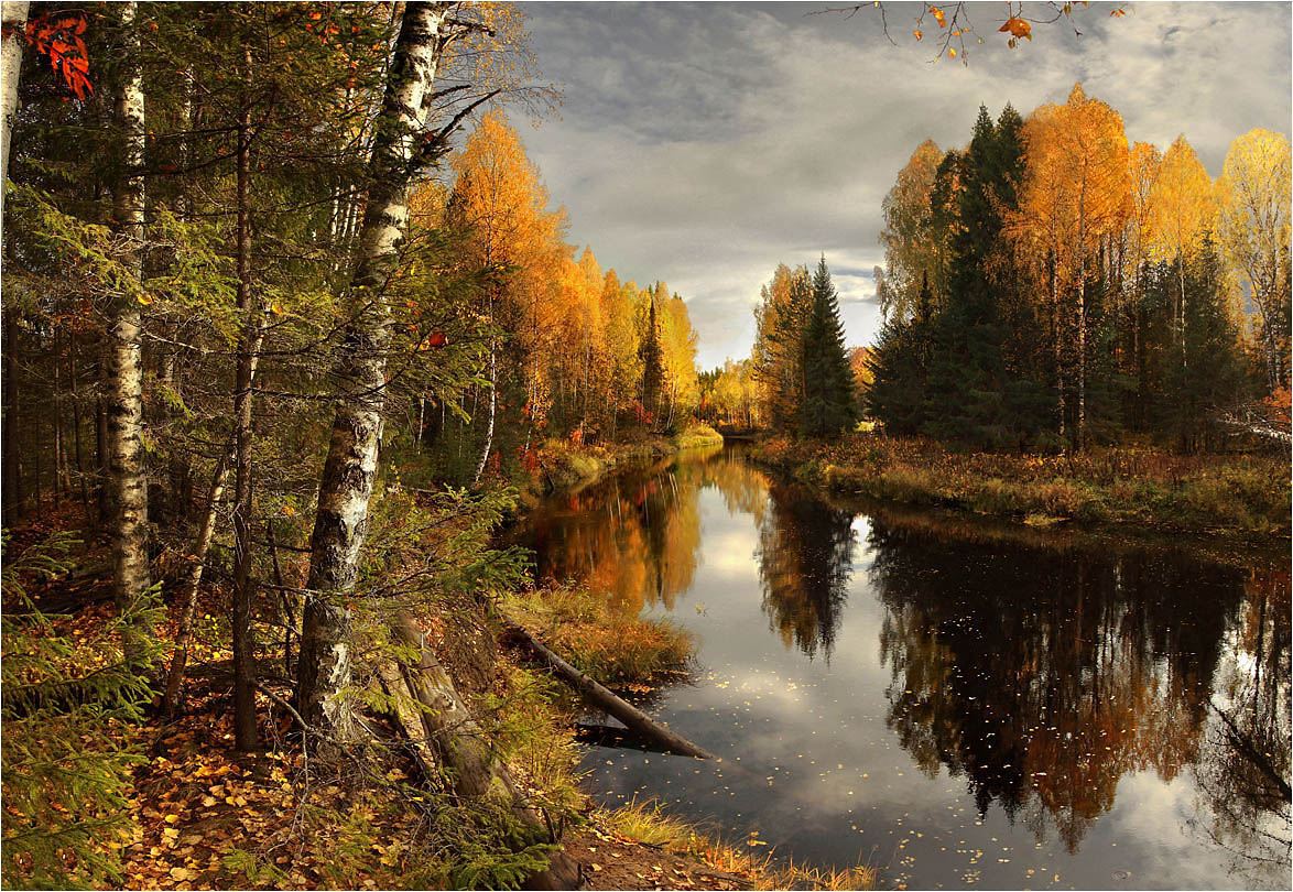 1174x810, 270 Kb / Природа   Берег река Лес осень