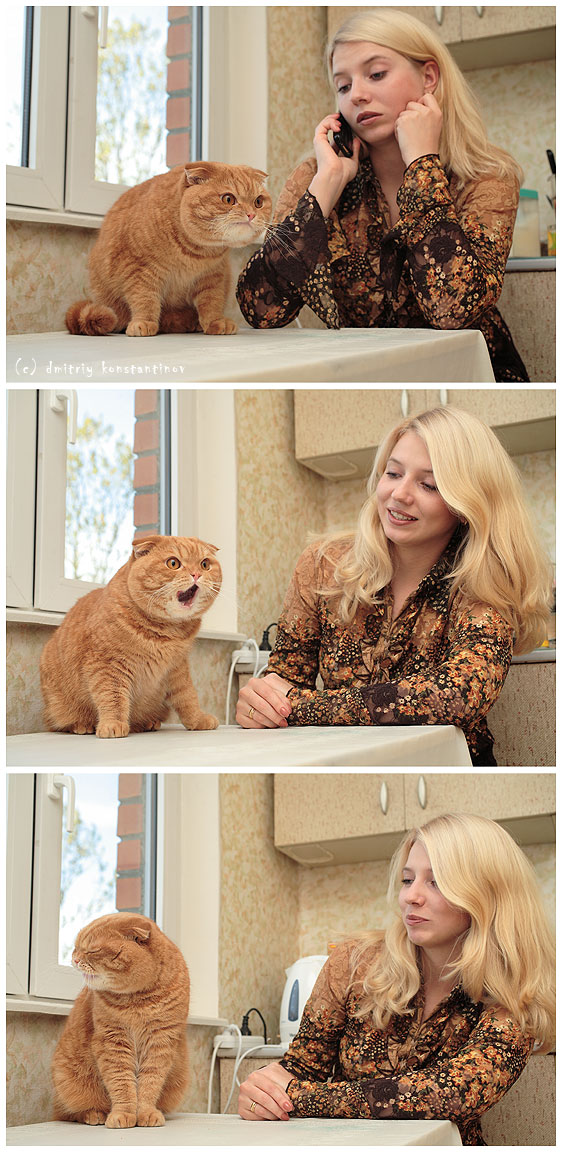 562x1152, 195 Kb / кот, эмоции, рыжий, кухня, окно