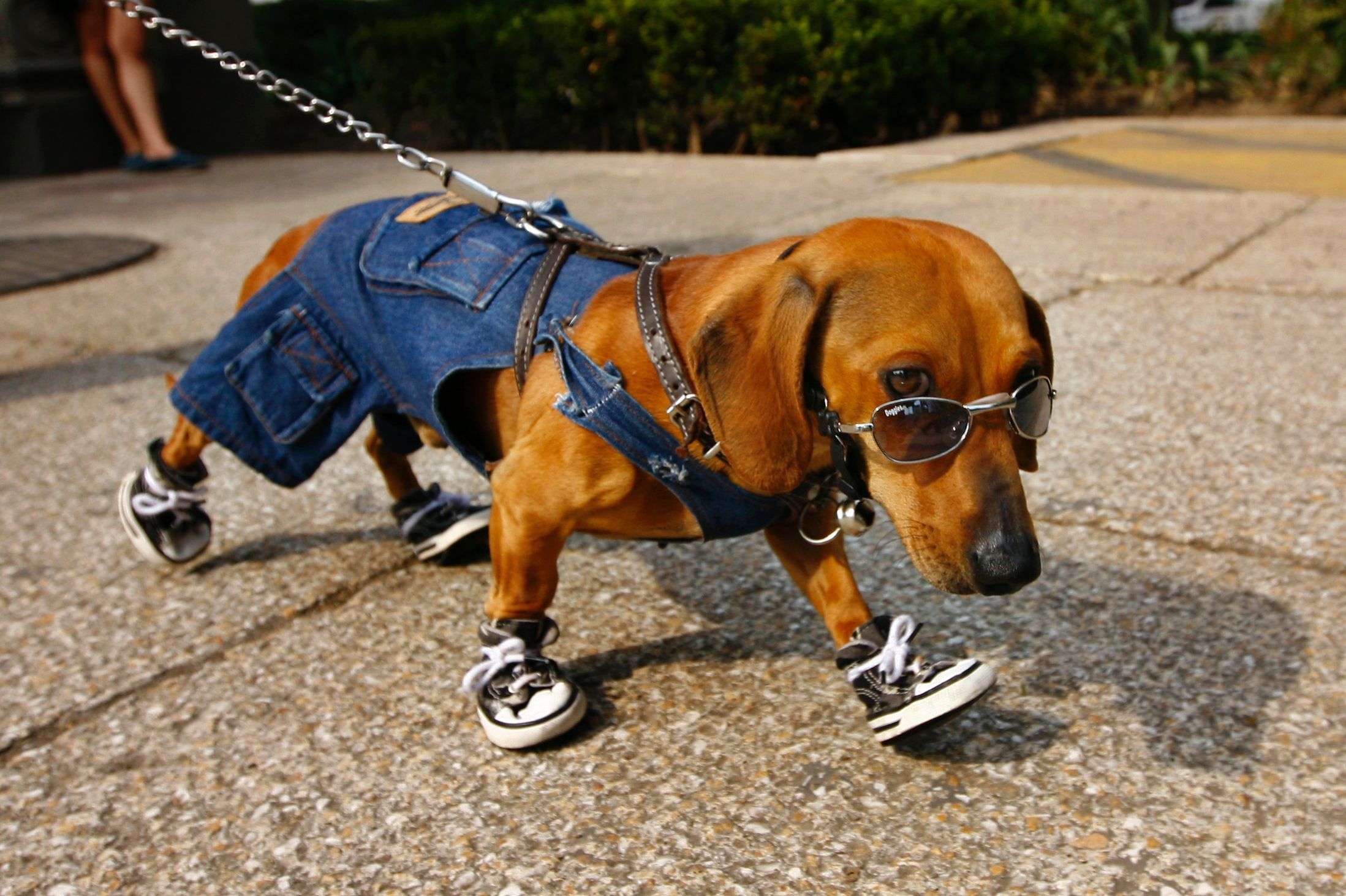 2197x1463, 404 Kb / такса, собака, поводок, очки