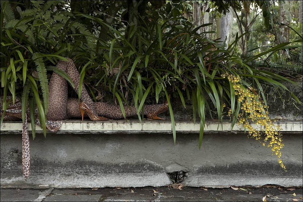 1026x685, 269 Kb / папоротник, заросли, девушка, ноги, хищник, леопард