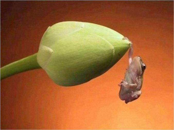 676x507, 28 Kb / бутон, лягушка