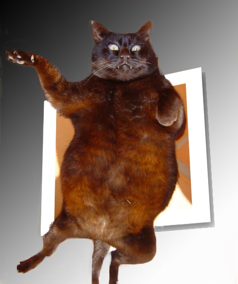 479x572, 43 Kb / кот, черный, летит