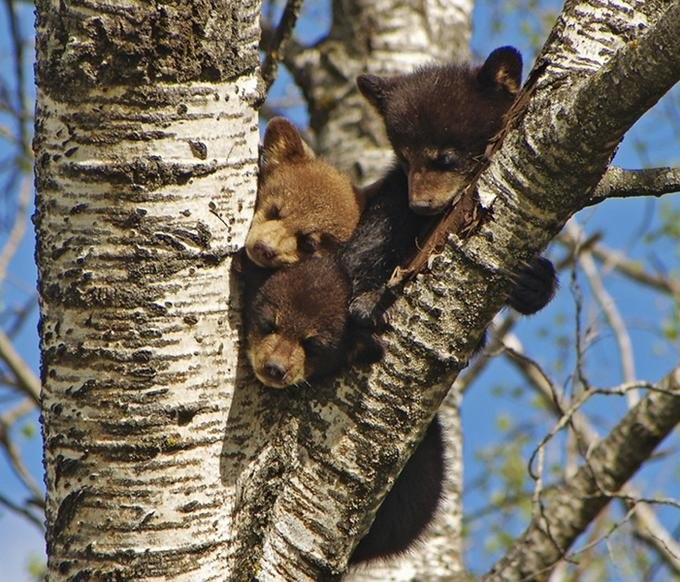 680x582, 113 Kb / медвежата, береза