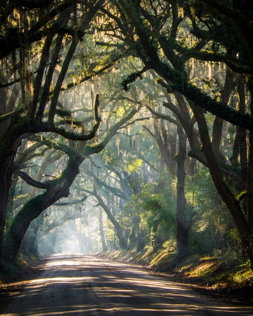 819x1024, 235 Kb / деревья, заросли, парк, дорога