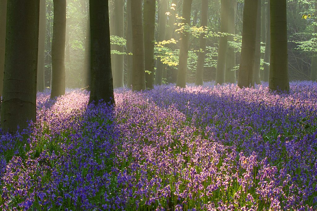 1024x683, 251 Kb / лес, свет, сиреневый, цветы