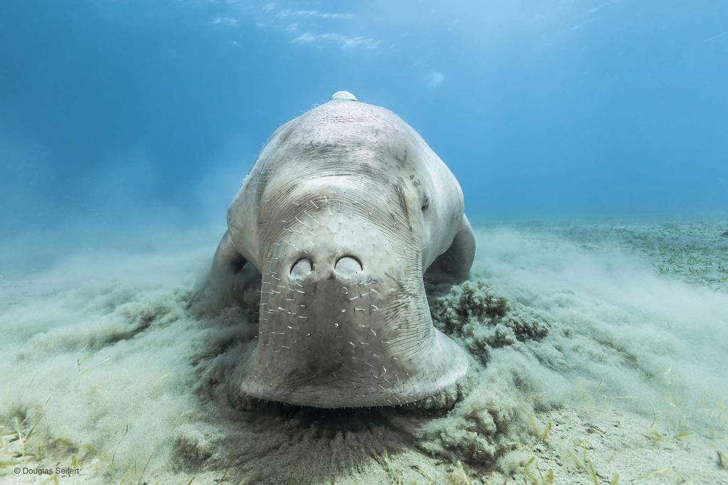 1024x682, 76 Kb / дюгонь, вода, русалка