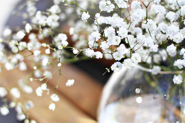 600x400, 306 Kb / цветы