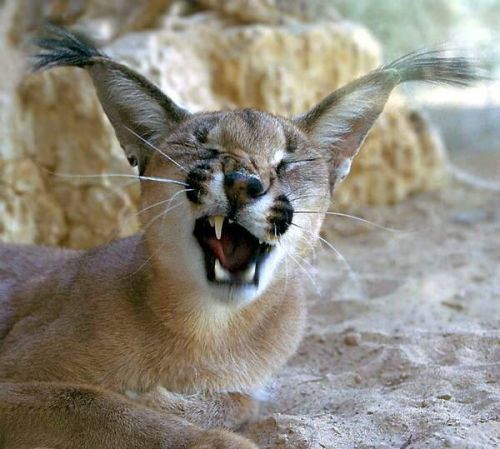 500x449, 42 Kb / рысь