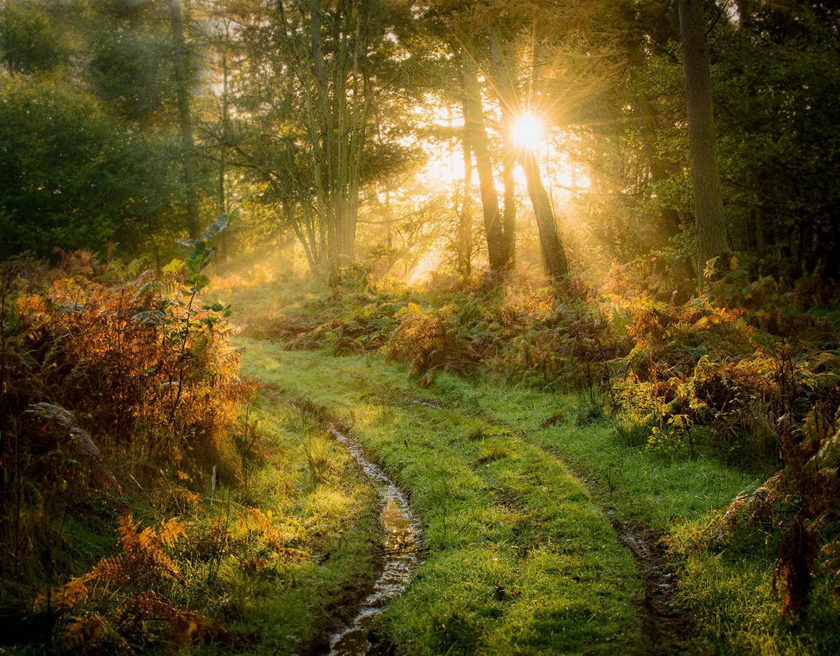 1180x922, 254 Kb / природа, лес, солнце, дорога