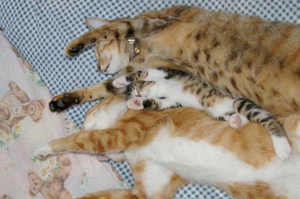 602x400, 47 Kb / коты, семья, сон