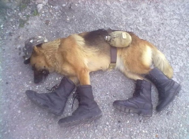 650x480, 94 Kb / собака, овчарка, спит, ботинки, ремень, фляга, кепка