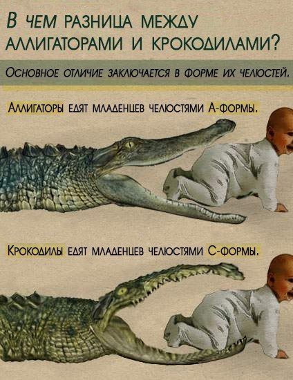 424x550, 59 Kb / крокодил, аллигатор, разница, челюсти