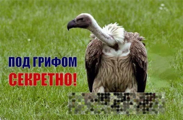 600x394, 56 Kb / гриф, секрет, птица