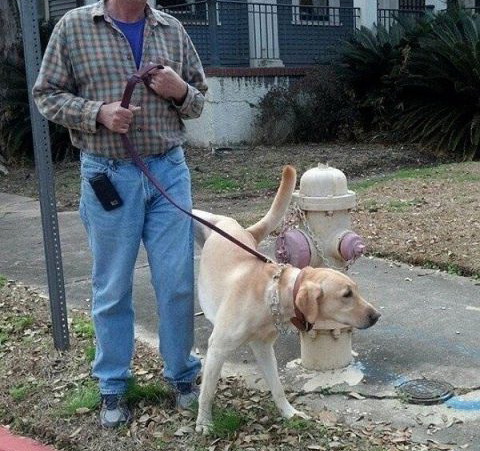 480x451, 110 Kb / пес, хозяин, уважение