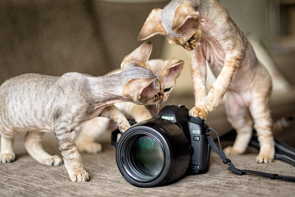 1000x667, 204 Kb / котэ, фотоаппарат