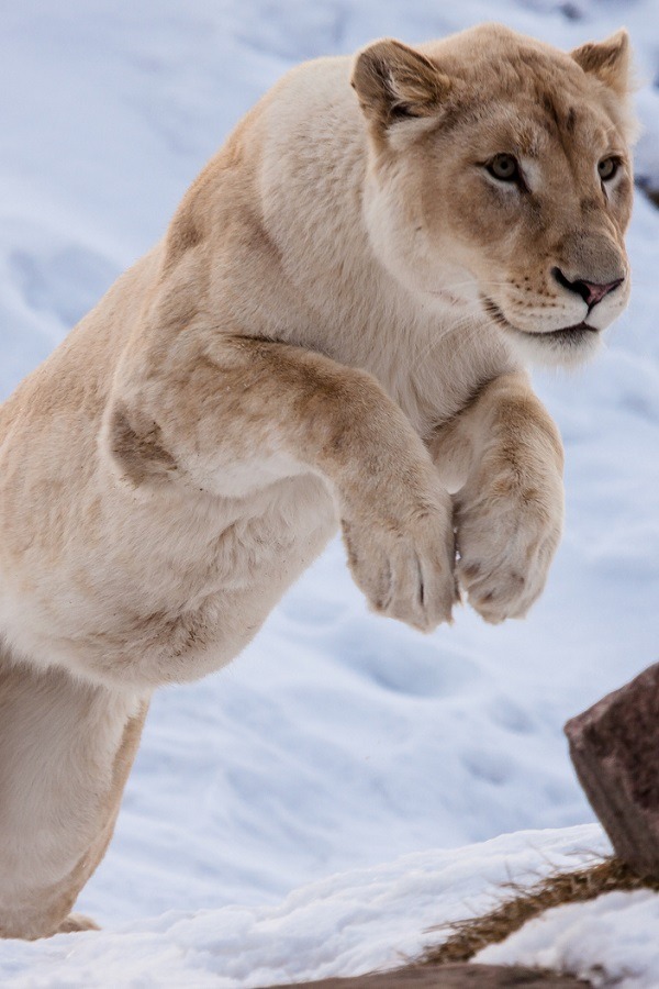 600x900, 124 Kb / львица, прыжок