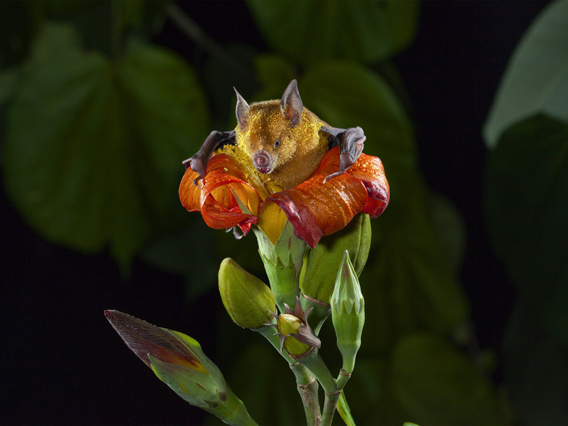 811x608, 113 Kb / летучая мышь, цветок