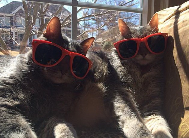 630x459, 98 Kb / кот, очки