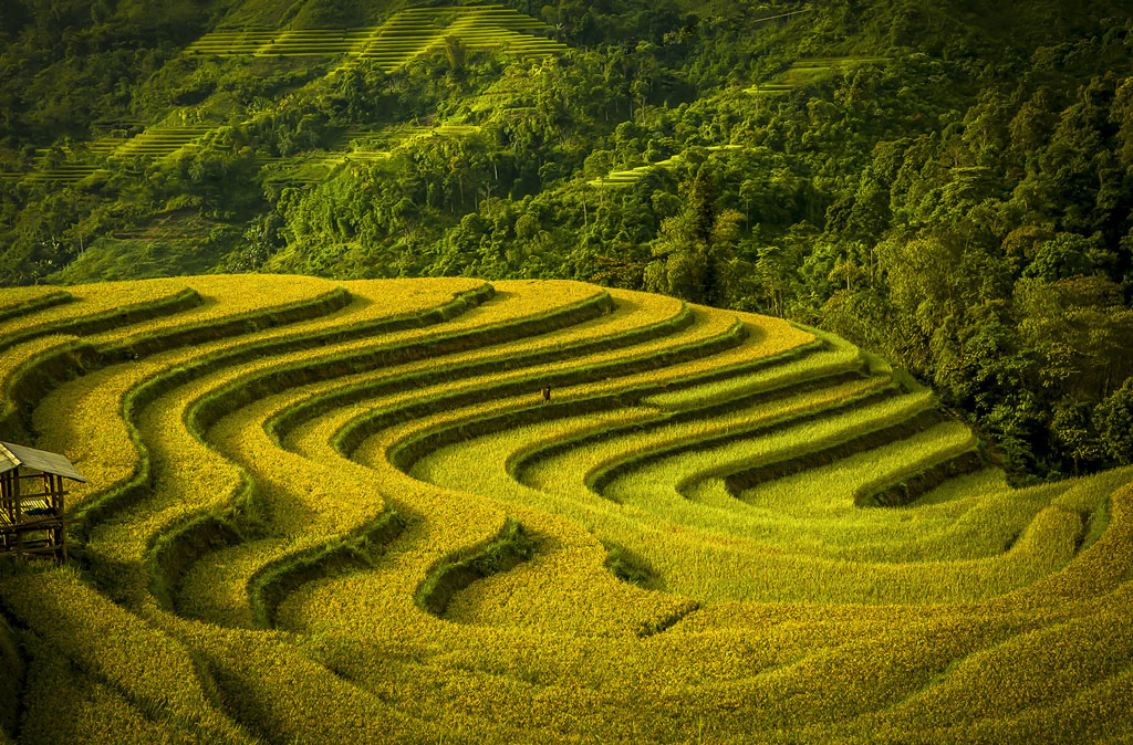 1024x674, 324 Kb / поле, террасы