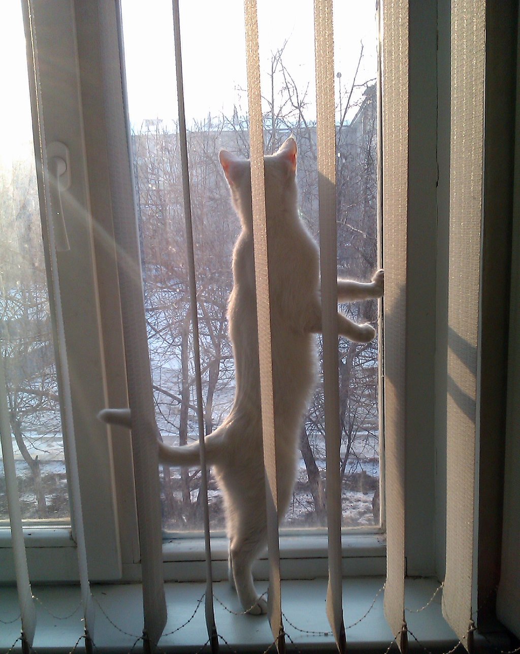 1024x1288, 300 Kb / окно, кот, снег