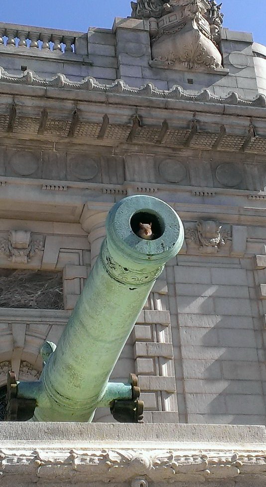 534x978, 196 Kb / пушка, белка