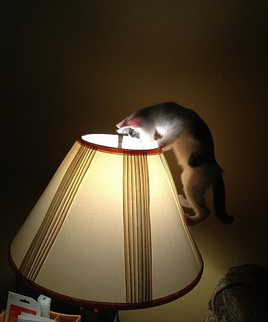 392x471, 36 Kb / лампа, кот