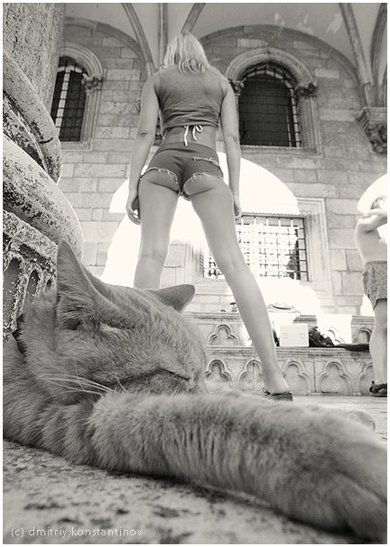 555x779, 94 Kb / кот, ч/б, попка