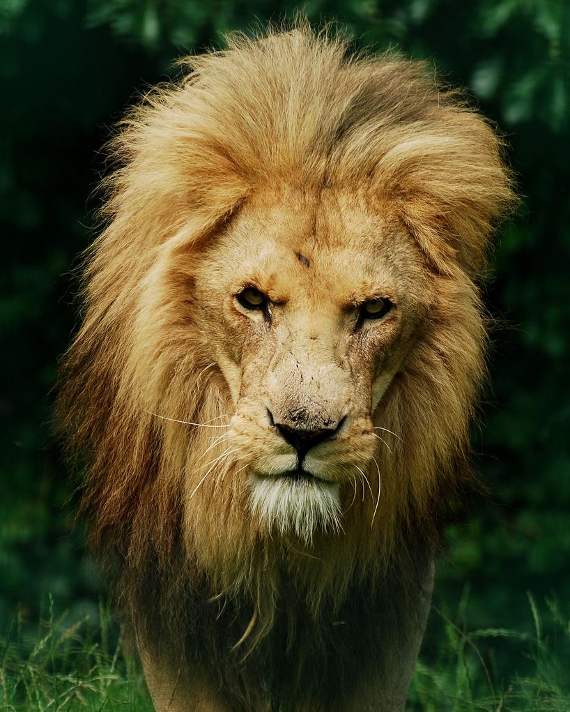 818x1021, 145 Kb / киса, лев