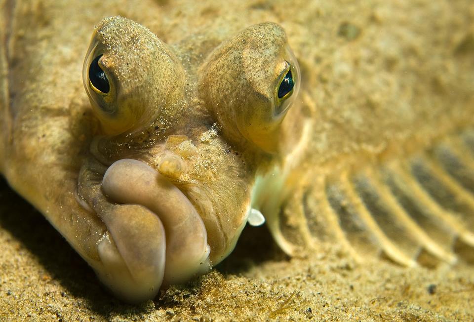 960x652, 87 Kb / рыба, морда, глаза