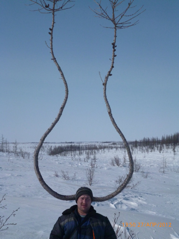 576x768, 84 Kb / снег, мужик, рога, ветки