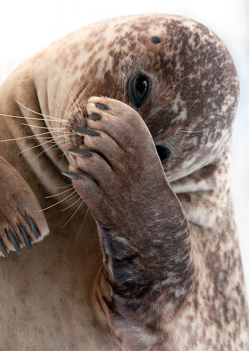 830x1170, 328 Kb / тюлень, скромность