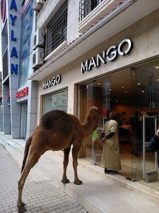 520x697, 151 Kb / верблюд, дромадер, магазин, mango